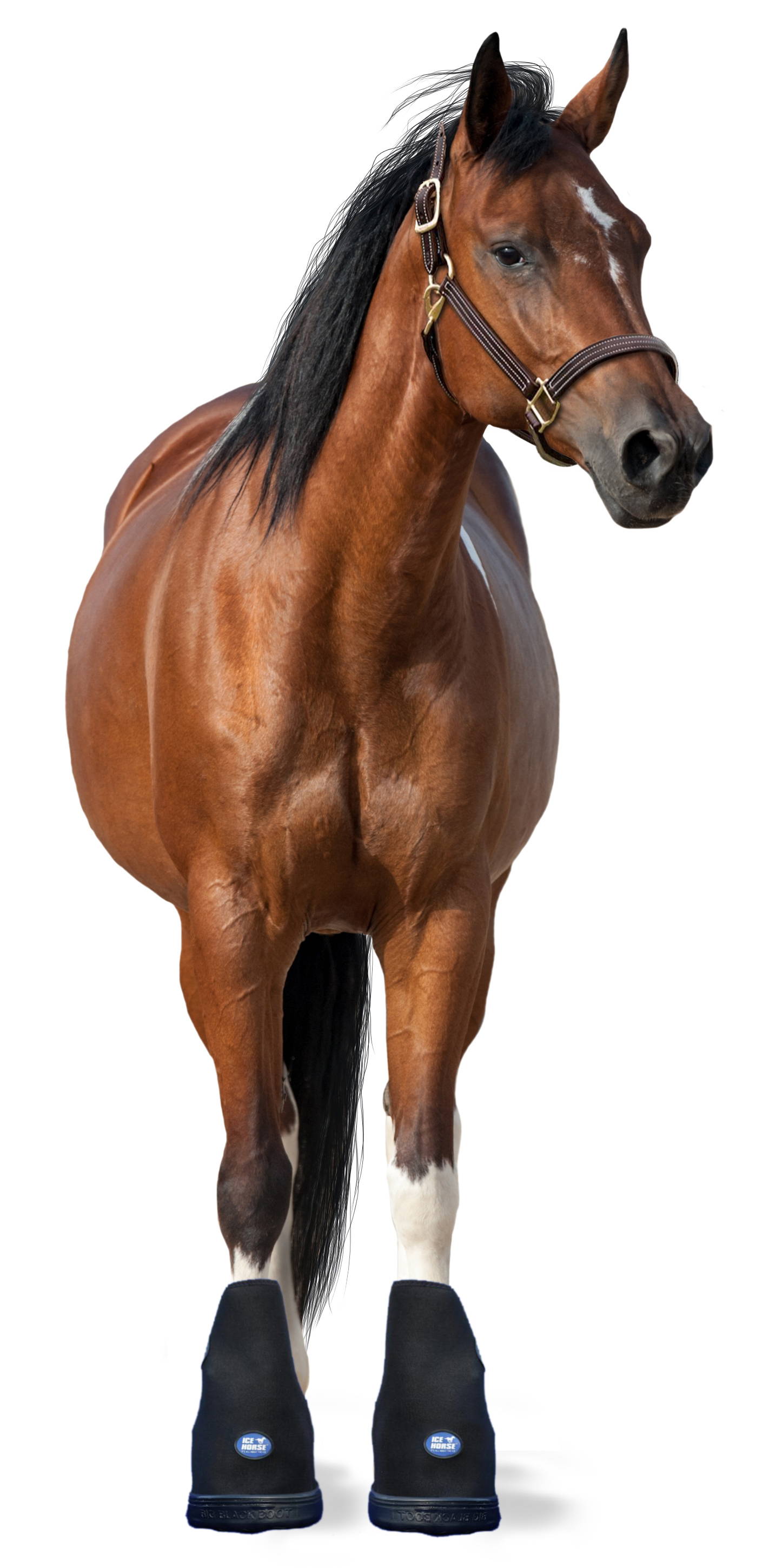 Study Proves Ice Horse s Laminitis Boot is Better by Miles MacKinnon Products